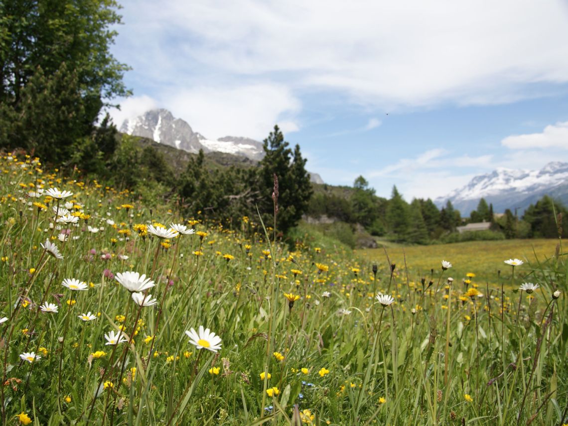 Blumenwiese