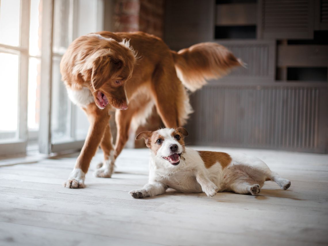Hunde können dem Keramikboden nichts anhaben, er zerkratzt nicht.